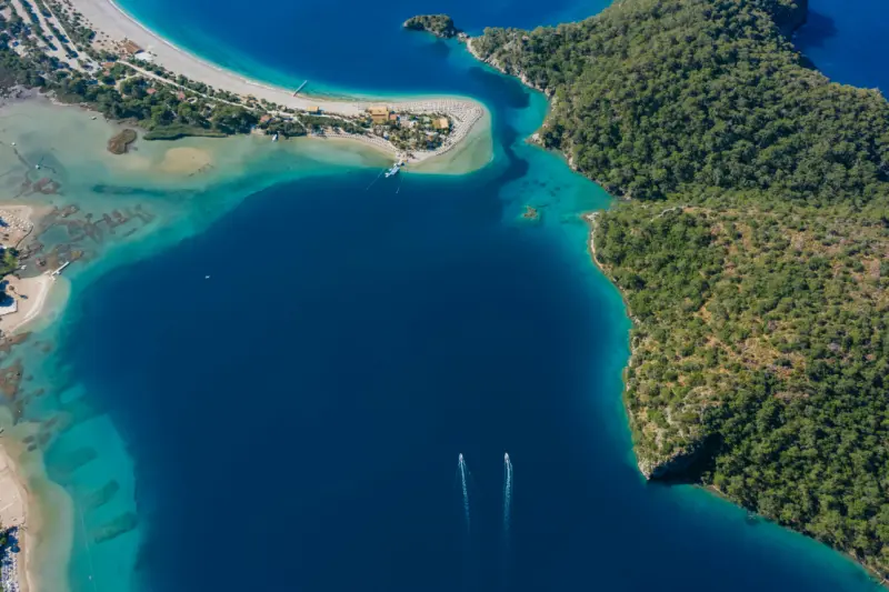 sea forest trees shore